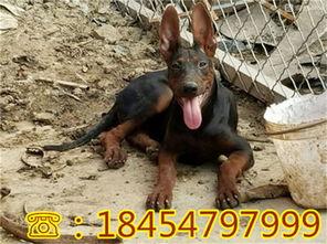 国产黑狼犬保镖视频,勇猛忠诚，守护家园的钢铁卫士