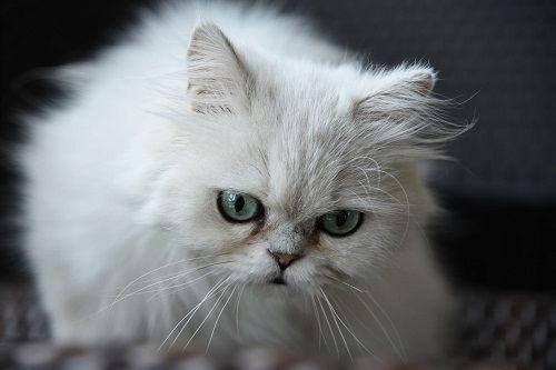 金吉拉换国产机油好吗视频,效果实测与体验分享